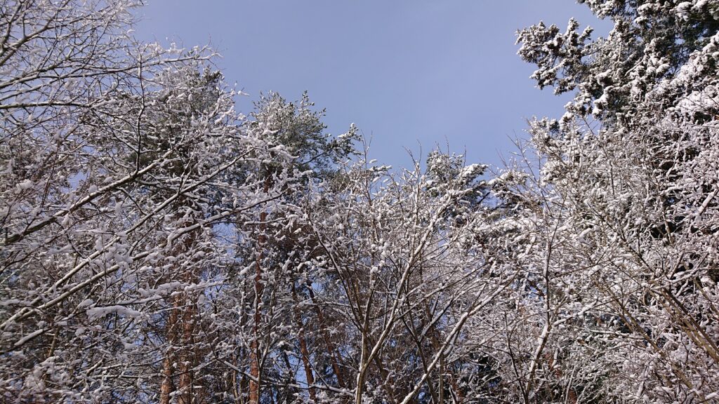 また雪が振りましたね☃